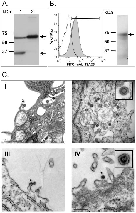 A Western Blot Analysis Of Xmrv Gag Expression Hela Cells Were