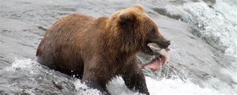 Katmai National Park Bear Viewing | Best Time | Getting to Brooks Falls