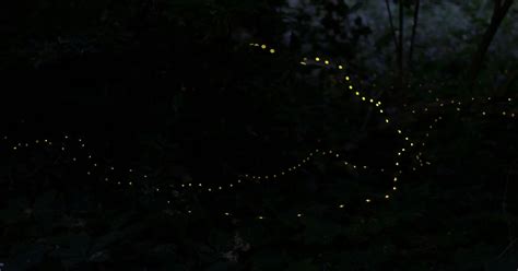 Bohol Firefly Watching Night Cruise At Abatan River With Transfers