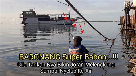 Luar Biasa Ganas Tarikan Ikan Baronang Besar Bikin Tegek Hampir