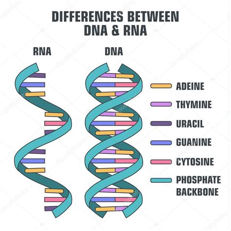 Vector Científico Icono Espiral De Adn Y Arn Una Ilustración De Las Diferencias En La