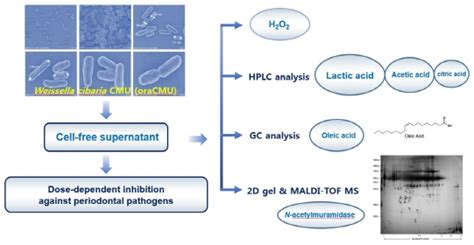 Molecules Free Full Text Characterization Of Antibacterial Cell