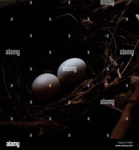 Spotted dove eggs Stock Photo - Alamy