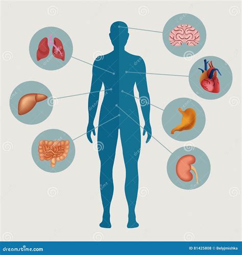 Corpo Umano Con Gli Organi Interni Illustrazione Vettoriale