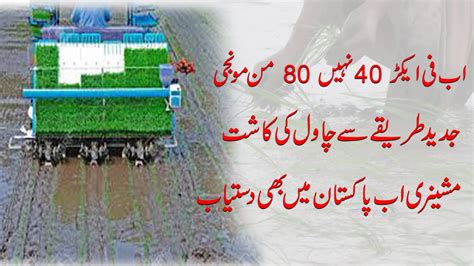 Mechanized Paddy Sowing Rice Cultivation Profitable Agriculture