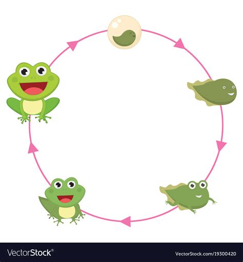 Life Cycle Frog Royalty Free Vector Image Vectorstock