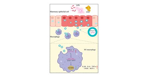 Mammary Epithelial Cell Derived Exosomal Mir P Regulates