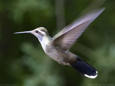 Blue-throated Hummingbird