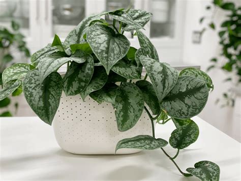 Pothos Plant Silver Satin Care Difficulty Easy