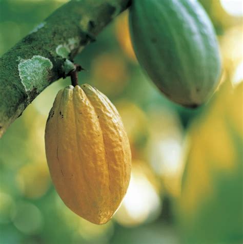 Forastero Cocoa The Versatile Variety