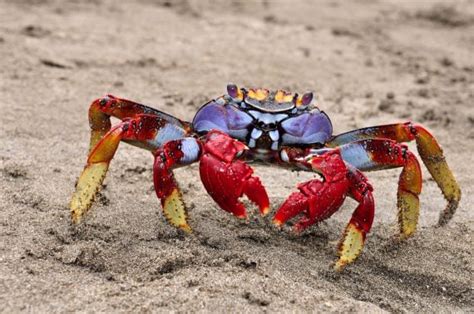 A Guide To The Different Types Of Crab American Oceans