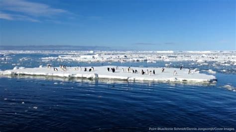 Surfin’ Bird! Adélie Penguins ‘Surf’ On Sea Ice To Help Migration | news.com.au — Australia’s ...