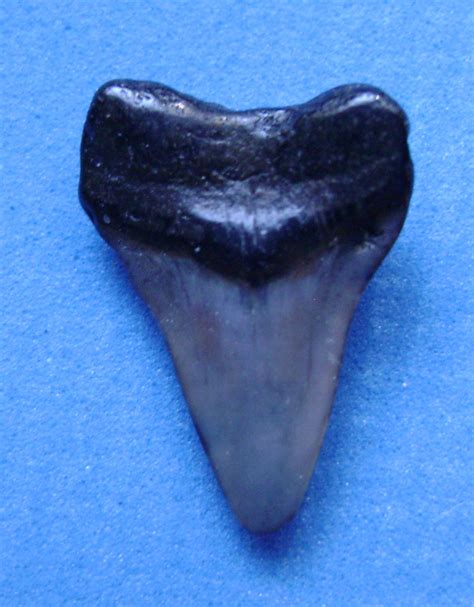 Is this a Baby Megalodon Tooth? - Fossil ID - The Fossil Forum