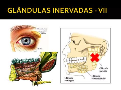 Anatomia Do Nervo Facial Revisado Ppt