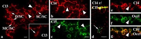 Molecular Composition Of Tight And Adherens Junctions In The Rat