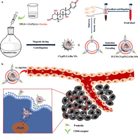 Platelet Membrane Biomimetic Nanoparticles For Targeted Antitumor Drug