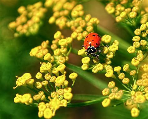 26 Plants That Attract Ladybugs