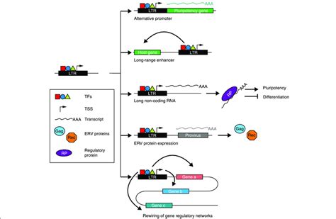 Examples of endogenous retrovirus (ERV) contributions to pluripotency ...