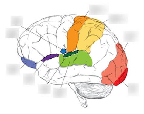 Primary Somatosensory Diagram Quizlet