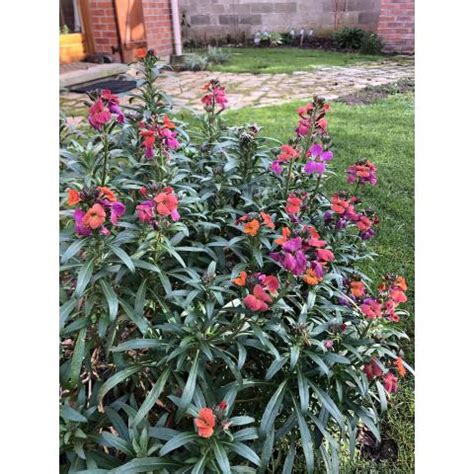 Collection Of 3 Perennial Wallflowers Erysimum Winter Biennial