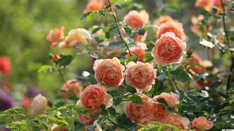 Rose Garden HD Wallpapers - Top Free Rose Garden HD Backgrounds ...