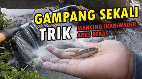 Cara Jitu Mancing Wader Di Arus Deras Dengan Teknik Pelampung Gantung