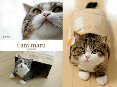 Maru the Cat Book – Me Wanty