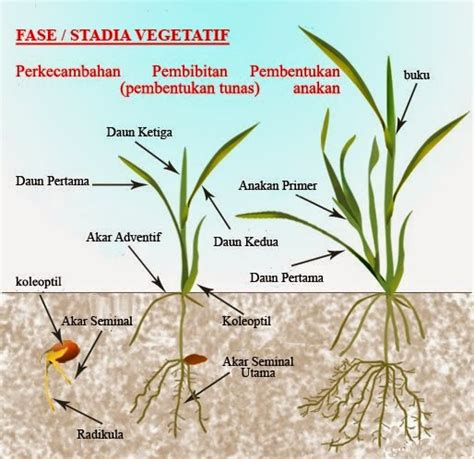 Mengenal Fase Vegetatif Dan Fase Generatif Pada Tanaman Toko Obat