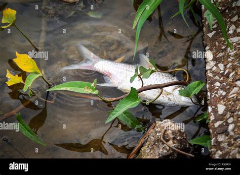 Los peces muertos flotando en la superficie del agua oscura sobre río