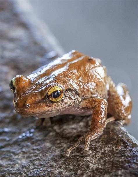 Puerto Rican Coqui - Invasive Species of the Virgin Islands