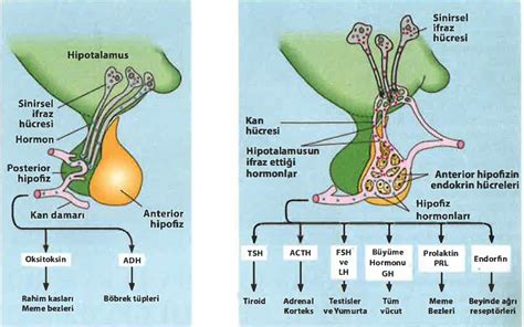 Sexy Bauchtänzerin Bringt Hormone In Wallung Telegraph