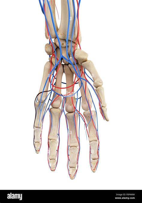 Ventral View Of Hand Anatomy On White Background Artery Dorsal