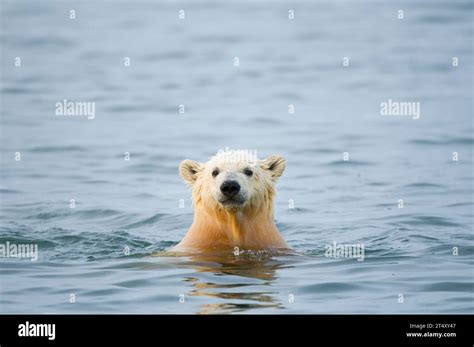 Polar Bear Ursus Maritimus Spring Cub In Waters Along Bernard Spit