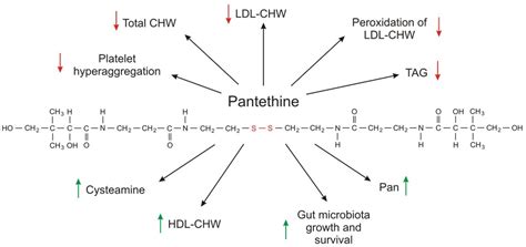 Ijms Free Full Text The Pathophysiological Role Of Coa