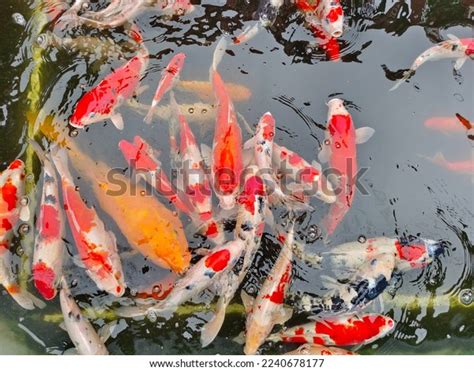 School Koi Fish Japanese Garden Pool Stock Photo 2240678177 | Shutterstock