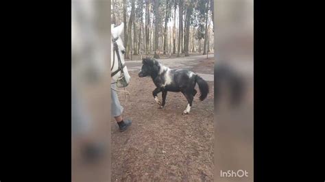 Лошадки в лесу. Черный пони Лучик 😊05. 04.23 - YouTube