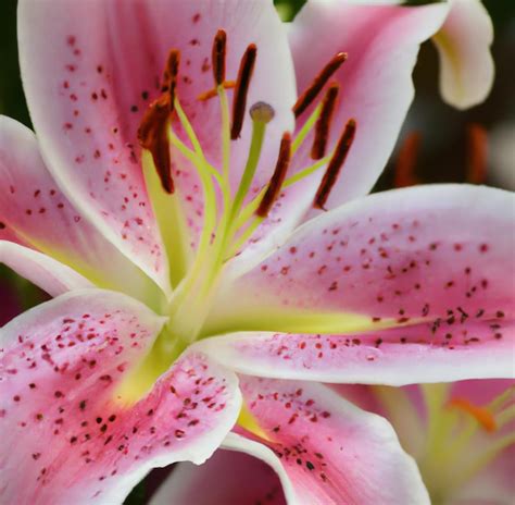 Primer Plano De La Flor De Lirio Stargazer Sobre Fondo Negro Creado Con