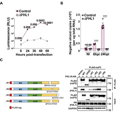 Fhl Interacts With Chikv Nsp And Is Required For Chikv Rna