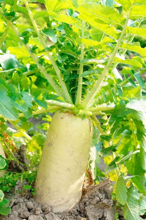 How To Grow Daikon Radish Plants