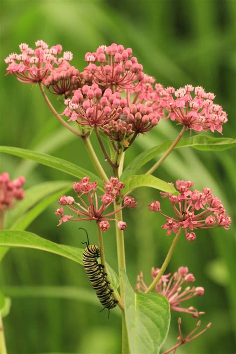 Swamp Rose Milkweed Seed Asclepias Incarnata 50 Seeds Blazing