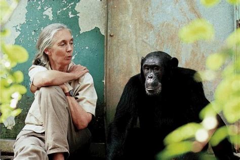 Jane Goodall Una Vita Tra Gli Scimpanzè Biopills