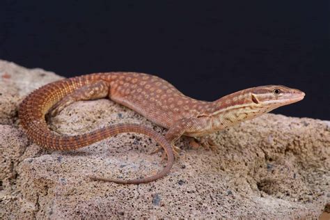 Red Tree Monitor