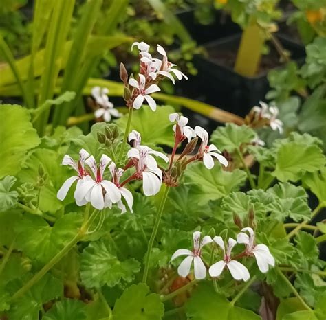 Pelargonium Creamy Nutmeg From Shrubland Nurseries In Suffolk