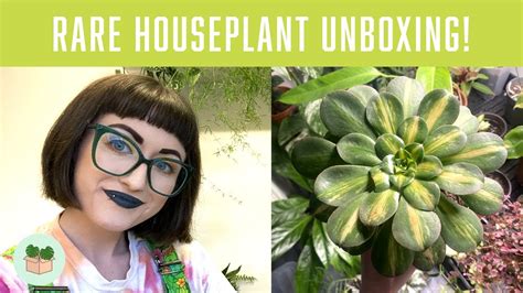 Rare Succulent Houseplant Unboxing And Repotting That Succs Uk Plant Haul Youtube