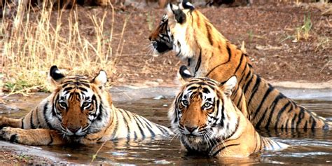 Corbett Tiger Reserve & Wildlife Sanctuary — "Project Tiger"