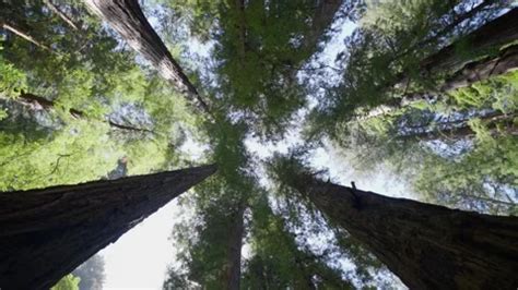 Giant Redwood Trees in Redwood Forest Na... | Stock Video | Pond5