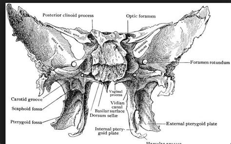 Lateral Pterygoid Plate Of Sphenoid Bone