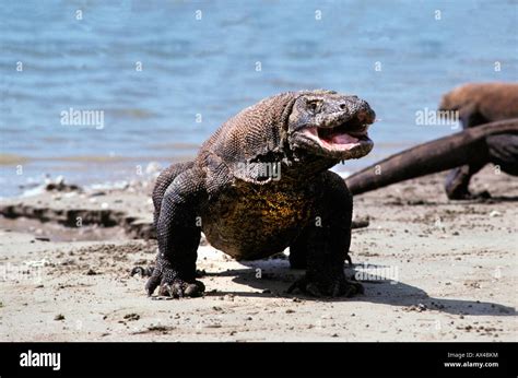 Ecosistema Del Drago Di Komodo Immagini E Fotografie Stock Ad Alta