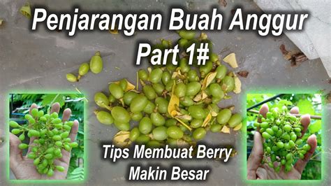 Part 1 Penjarangan Buah Anggur Ninel YouTube