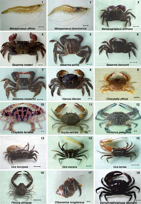 Morphology of shrimps and crabs from various families; (1 – 2 ...